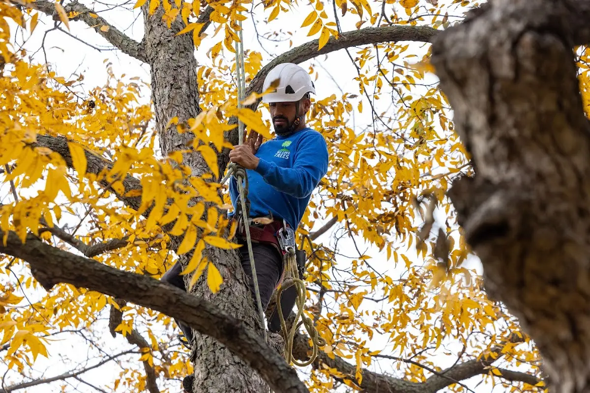 Skilled Dead Tree Removal crew working in Mansfield Center