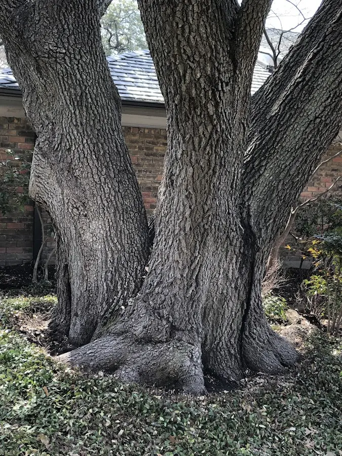Mature heritage tree close to a Mansfield Center property cared for by certified arborists